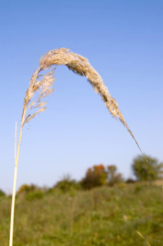 草