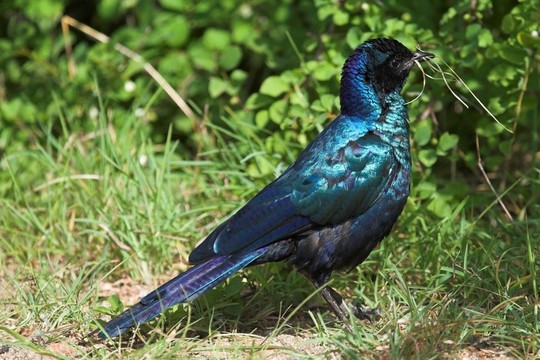 輝椋鳥