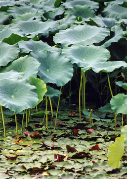護(hù)城河花園