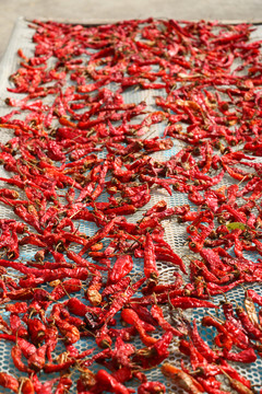 火紅辣椒