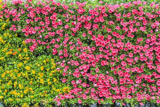 鮮花背景墻