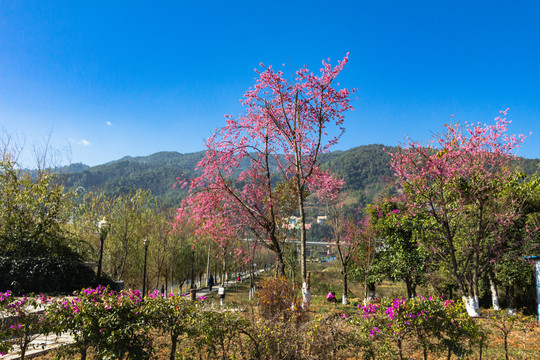 校園景色