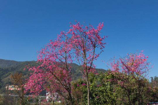 櫻花