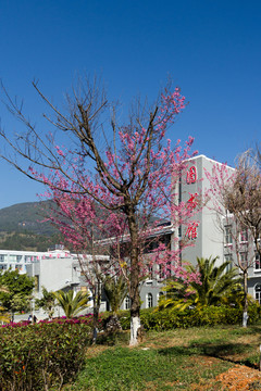 校園景色
