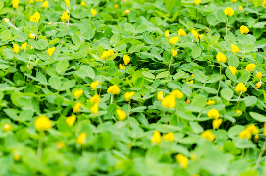 小黃花