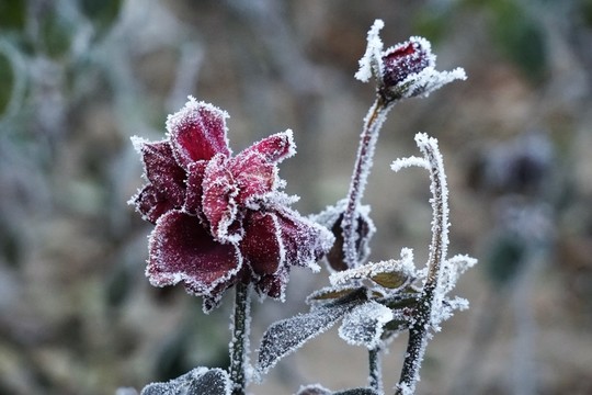 霧掛殘花