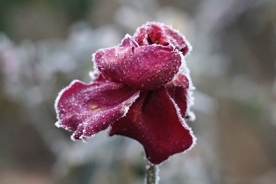 霧掛殘花
