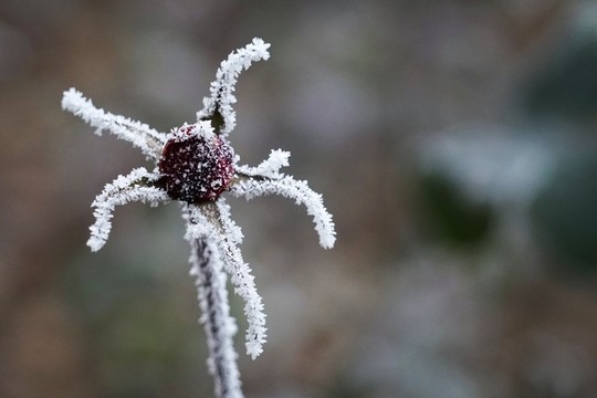 霧掛殘花