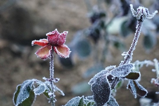 霧掛殘花