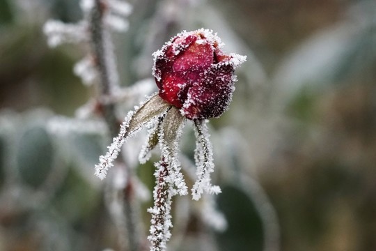 霧掛殘花