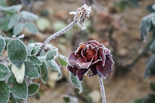霧掛殘花
