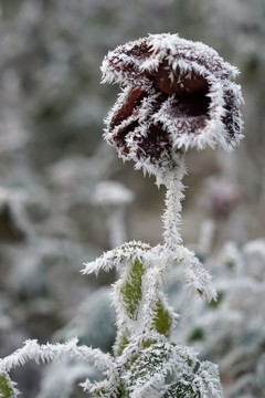 霧掛殘花