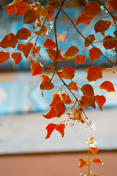 紅色的樹(shù)葉