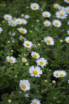 雛菊