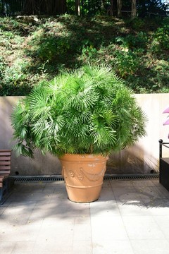 盆景盆栽