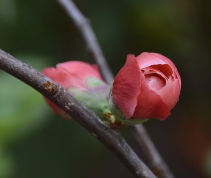 梅花圖片