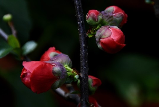 梅花圖片