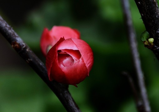 紅梅花