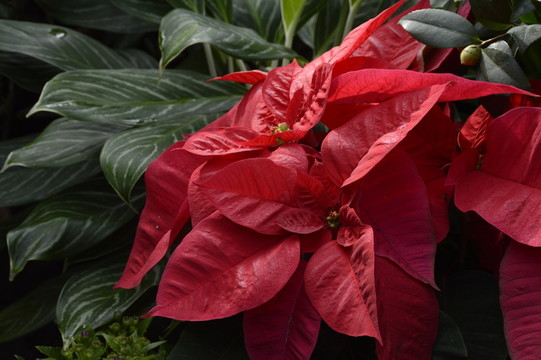 紅葉花