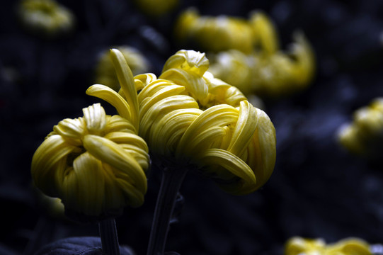 菊花