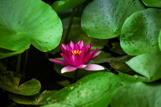 荷花
