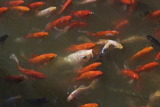 紅錦鯉魚