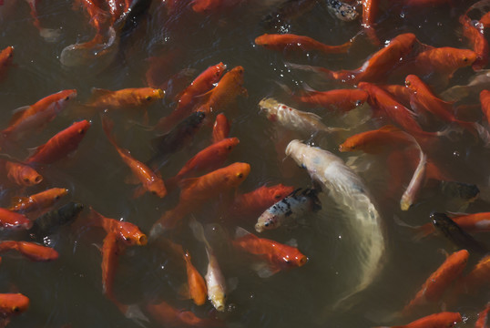 紅魚