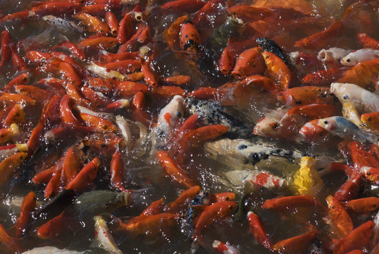 紅魚