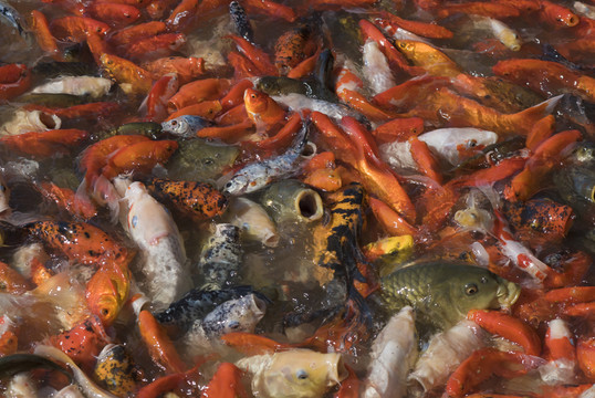 紅魚