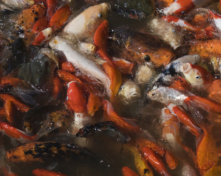紅魚