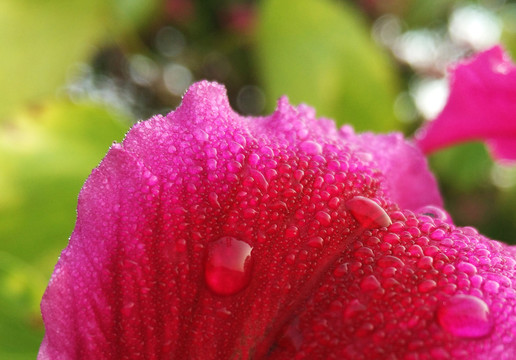 紫荊花