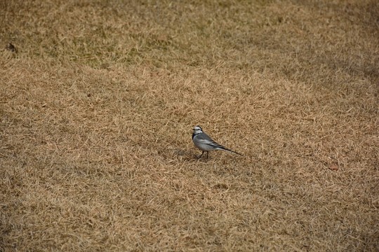 草地上的鳥