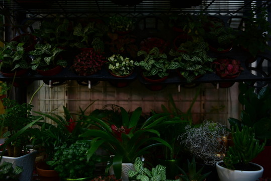 鮮花店