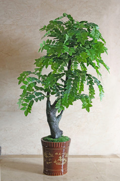 發(fā)財(cái)樹盆栽植物