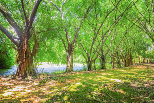 森林背景