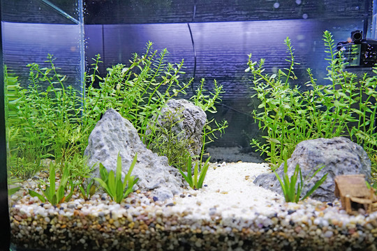魚(yú)缸 水族箱造景
