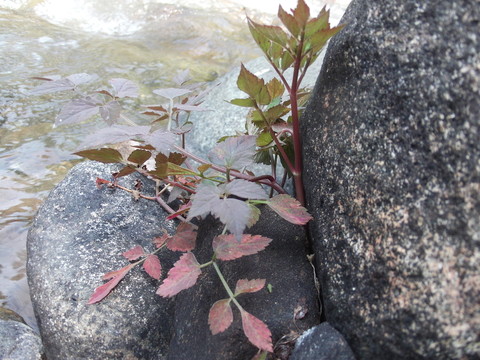 野生水芹菜