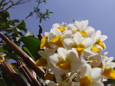 石斛花