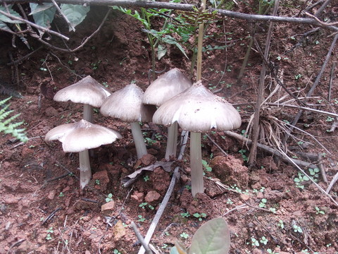 野生雞樅菌