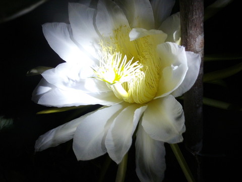 火龍果花