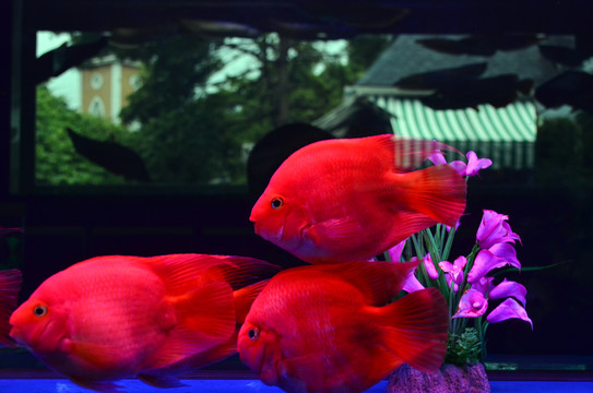 魚缸 觀賞魚