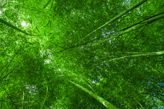 陽光竹林 竹海 綠竹林 翠竹林