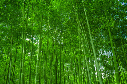 陽光竹林 竹海 綠竹林 翠竹林