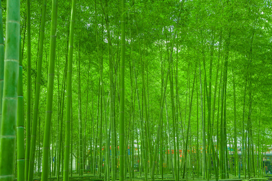 陽(yáng)光竹林 竹海 綠竹林 翠竹林