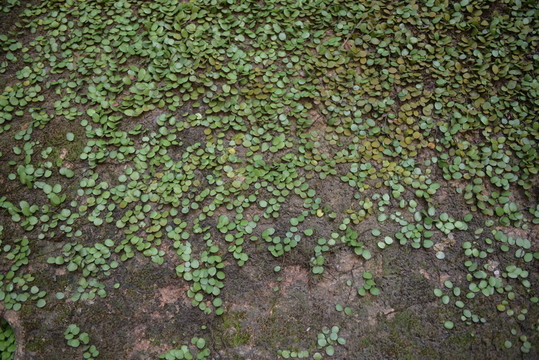 水泥墻 金錢草