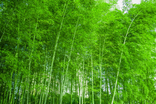 陽光竹林 竹林背景
