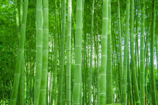 竹林素材 竹林圖片