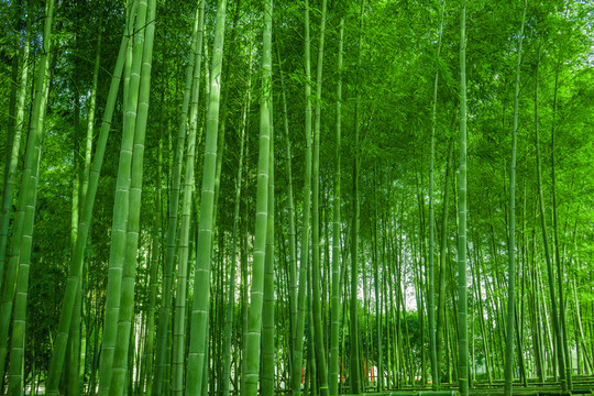 竹林背景 高清竹林