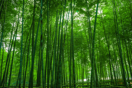 竹林背景 高清竹林