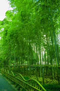 竹林背景 高清竹林